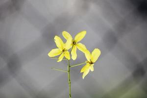 Strauß frischer gelber Blumen foto