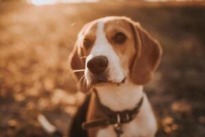Beagle-Hundefoto foto