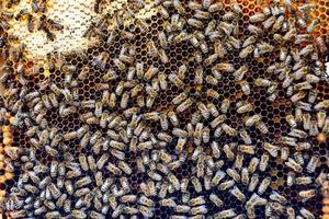 Bienenwabe aus Bienenstock gefüllt mit goldenem Honig foto