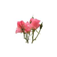 Rosafarbene, isolierte Rose mit Blättern, zarter Blütenzweig auf weißem Hintergrund, ausgeschnittenes Objekt für Dekor, Design, Einladungen, Karten, weicher Fokus und Beschneidungspfad foto