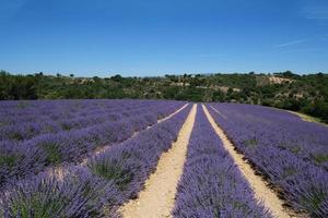 sonnendurchflutetes panorama der französischen provence blühendes lavendelfeld malerische landschaft ohne menschen an einem sonnigen sommertag in den alpen, sommerferien floraler hintergrund foto