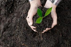 Ein Mann pflanzt Baumsetzlinge in den Boden eines tropischen Waldes und pflanzt einen Ersatzbaum, um die globale Erwärmung zu reduzieren. das Konzept, die Welt zu retten und die globale Erwärmung zu reduzieren. foto