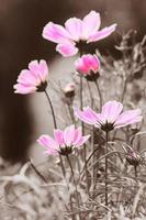 Kosmosblume im schwarzen und weißen Hintergrund foto