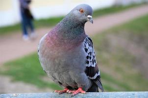 eine graue Taube aus nächster Nähe, Vögel in der Stadt foto