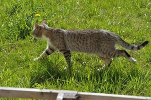 Eine Straßenkatze geht im Park auf einem grünen Rasen spazieren foto