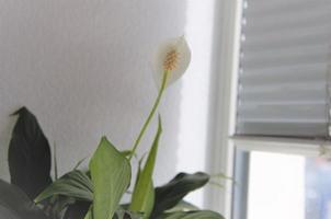 Die Spathiphyllum-Pflanze ist wie eine Zimmerpflanze im Topf. Zimmerpflanzen auf der Fensterbank foto