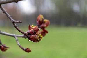 Rosskastanienzweig mit Knospen und jungen Blättern. foto