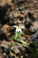 die blume der chinesischen lobelie blüht und verwischt den bodenhintergrund. foto