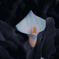 Schöne Liliencalla im Garten in der Frühlingssaison foto