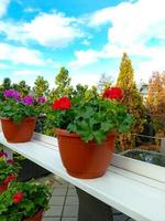 Topfblumen auf der Straße foto