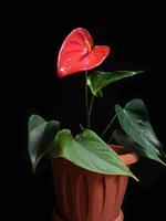 Anthurium in einem Topf mit einer roten Blume in Form eines Herzens foto