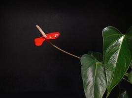 Anthurium mit einer roten Blume foto