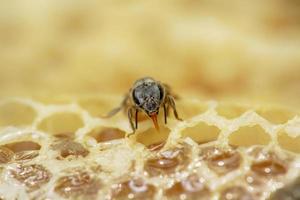 Nest von Apis Florea foto