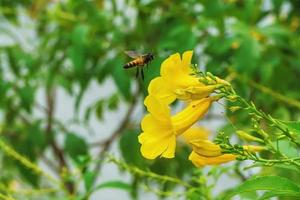 Bienen auf cascabela thevetia foto