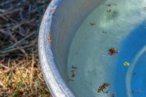 Die Ameisen laufen auf dem Wannenrand foto