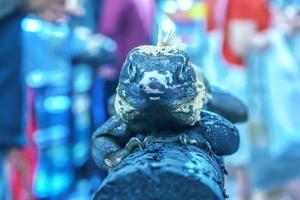 Leguan auf dem Baum foto