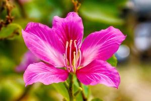 rosa zephyranthes grandiflora foto