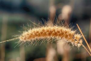 Pennisetum pedicellatum ist eine Art Gras. Die Grasarten sind wichtige Nahrungsquellen für Nutztiere. foto