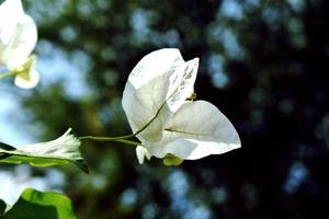 eine weiße Blume foto