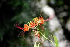 Nahaufnahme von Safran und gelben Blüten foto