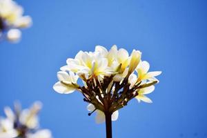 Strauß weißer Blumen gegen den blauen Himmel foto