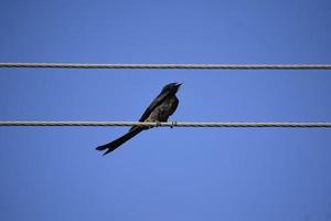 Ein schwarzer Vogel, der auf Draht gegen den blauen Himmel sitzt foto