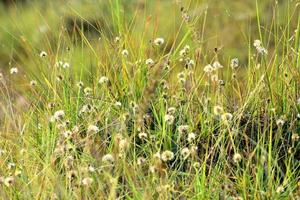 schönes grünes Gras und seine Blumen foto