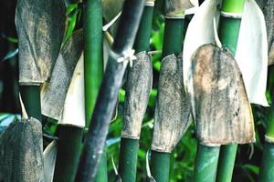 Bambusbäume in meinem Garten foto