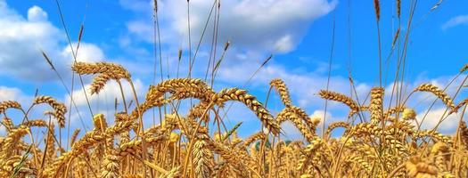 Schönes Panorama von landwirtschaftlichen Nutzpflanzen und Weizenfeldern an einem sonnigen Tag im Sommer foto