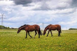 Schönes Panorama von grasenden Pferden auf einer grünen Wiese im Frühling foto