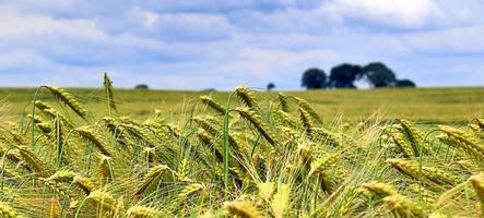 Schönes Panorama von landwirtschaftlichen Nutzpflanzen und Weizenfeldern an einem sonnigen Tag im Sommer foto