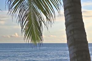 Schöne Palmen am Strand auf den tropischen Paradiesinseln der Seychellen. foto