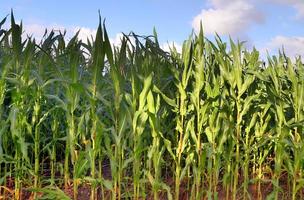 sommerlicher blick auf landwirtschaftliche ernte- und weizenfelder, die zur ernte bereit sind foto