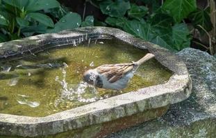 Nahaufnahme eines süßen kleinen Spatzen, der an einem sonnigen Tag im Sommer in einem Vogelbad badet und Spaß hat. foto