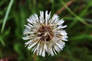 Nahaufnahme einer Blowball-Blume, die auf einer grünen Wiese voller Löwenzahn gefunden wurde foto