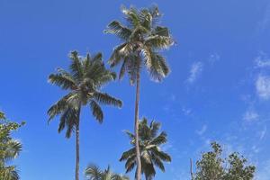 Schöne Palmen am Strand auf den tropischen Paradiesinseln der Seychellen. foto