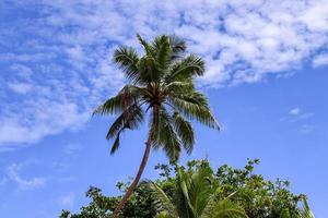 Schöne Palmen am Strand auf den tropischen Paradiesinseln der Seychellen. foto