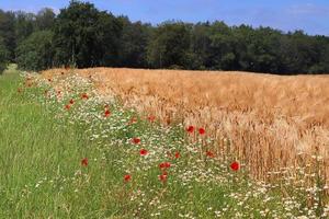 sommerlicher blick auf landwirtschaftliche ernte- und weizenfelder, die zur ernte bereit sind foto