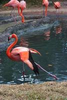 rosa Flamingo foto