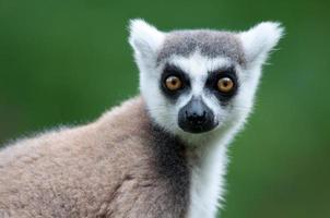Porträt eines Catta Lemur