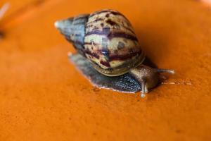 Schnecke kriecht auf dem Boden foto