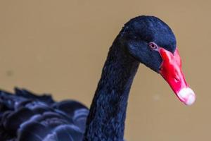 schwarzer Schwan schwimmt im Zoo foto