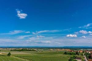 junge grüne elsässische weinberge in der untergehenden sonne foto