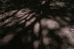 Licht und Schatten von Blättern und Bäumen auf einem Waldweg. foto