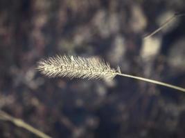 Hundeschwanz Gras Makro Nahaufnahme im Freien auf dunklem Gras Hintergrund foto