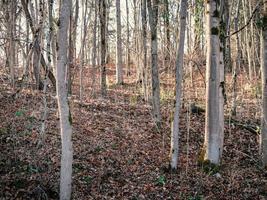 schöne baumstämme des waldes im herbstsonnenlicht und trockene braune blätter auf dem boden foto