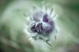 Prärie-Krokus-Frühlingsblumenknospe, behaarte obere Makroaufnahme auf grünem, verschwommenem Grashintergrund foto