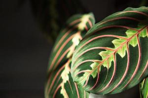 schöne Maranta-Blätter mit einem Ornament auf grauem Hintergrund, Nahaufnahme. Familie der Maranthaceae ist eine unprätentiöse Pflanze. Platz kopieren. Anbau von Topfpflanzen, grüne Wohnkultur, Pflege und Anbau foto