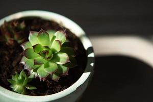 Echeveria in einem Topf in hellem Licht mit Schatten. Eine Zimmerpflanze, ein grünes Zuhause, eine Sukkulente ist ein Symbol der Harmonie. Platz kopieren. Pflege von Zimmerpflanzen foto