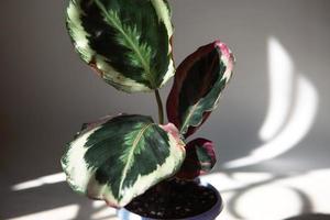 calathea roseopicta medaillon und marion-sorte - nahblatt auf der fensterbank bei hellem sonnenlicht mit schatten. Topfpflanzen, grüne Wohnkultur, Pflege und Anbau foto